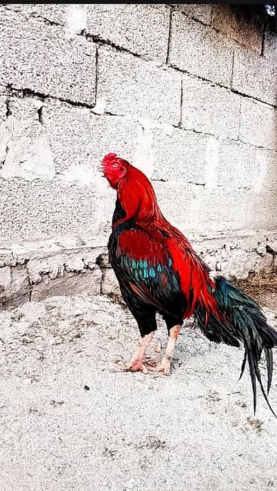 aseel amroha for sale