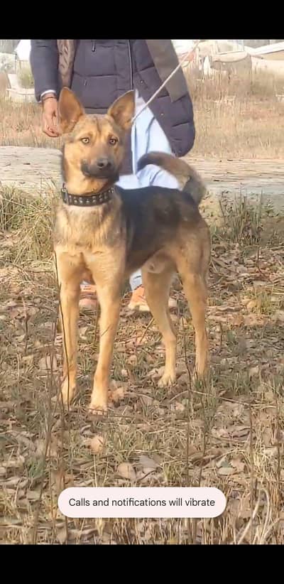 both  uchi secorti karta he