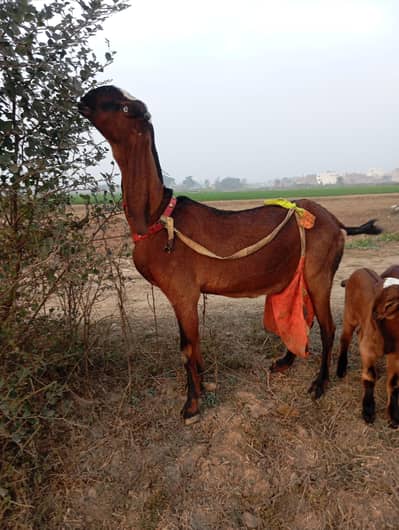 nagri bakri sath male or female 20 din Kay ha