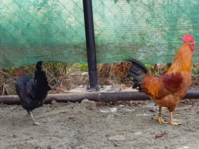 Desi cock for sale per piece 2500