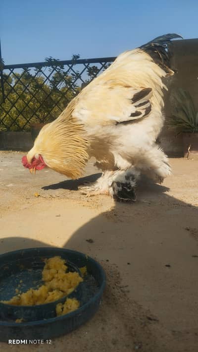 light Columbian Brahman