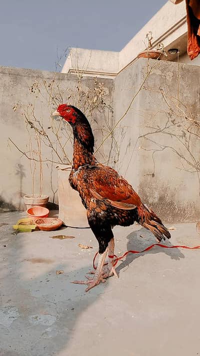 pure aseel best quality pattha