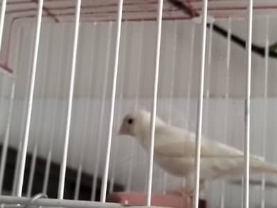 canary pair for sale