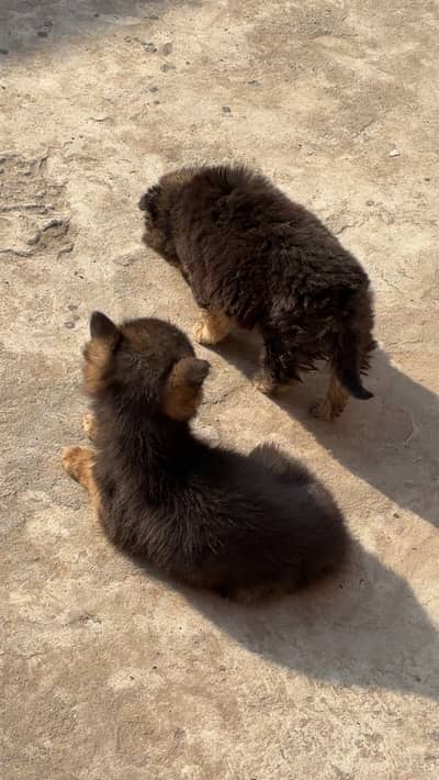 German Shepherd puppies