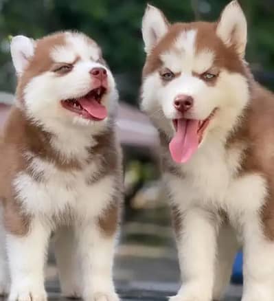 Siberian husky puppies 03425137217