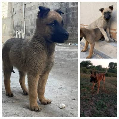 Belgian Malinois Puppy|Dog