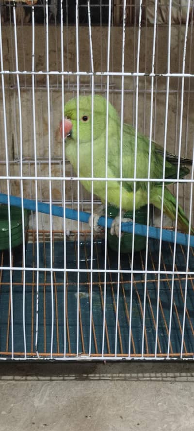 I am selling my raw parrot