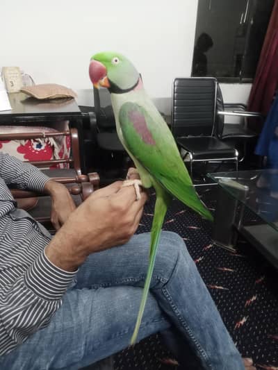 Alexandrine Parakeet, Raw