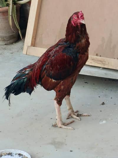 Aseel murgha &  Aseel murgi pair