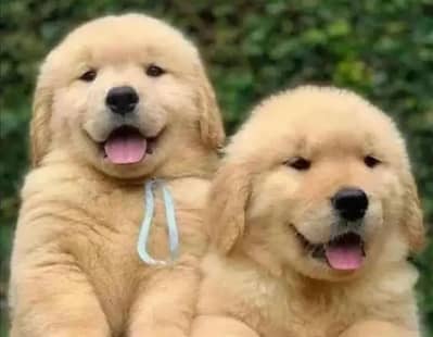 golden retriever puppies 03425137217