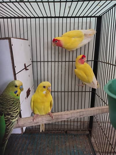 Love birds pair with cage Price with box with pair red eyes Latino red
