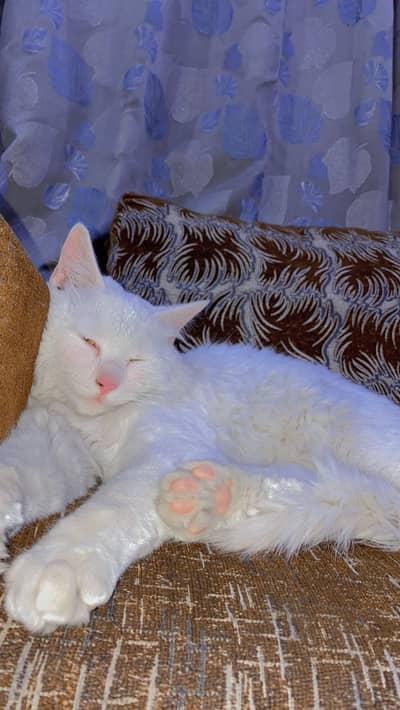 “Snow White Cute Persian Male Cat – Ready For New Home”