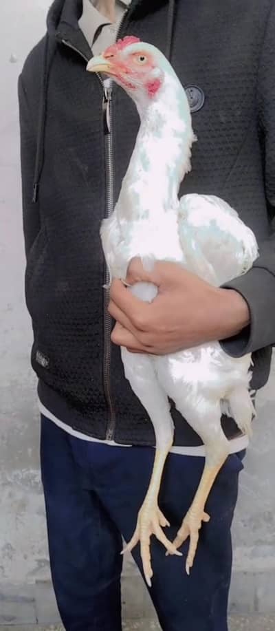 white  murgha for sale