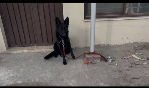 Belgain Shepherd Female