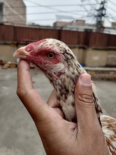 lakhi cheni aseel murgi 03105833926 @@#3000