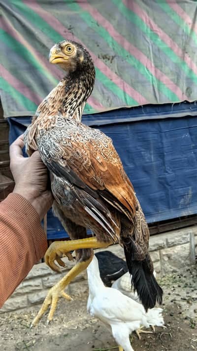 Indian Parrot Beak Long Tail