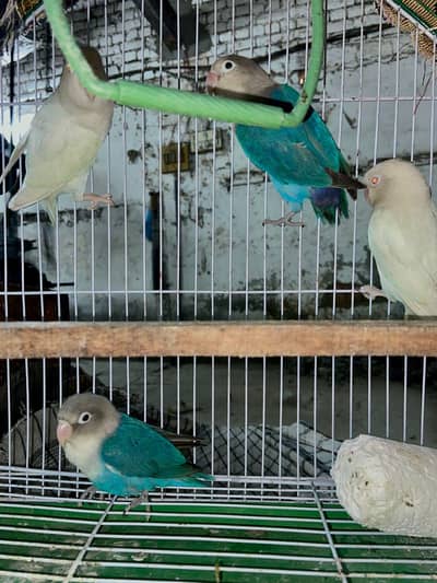 Lovebirds for sale pair