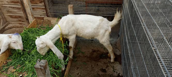 gulabi piar ha top colti ha