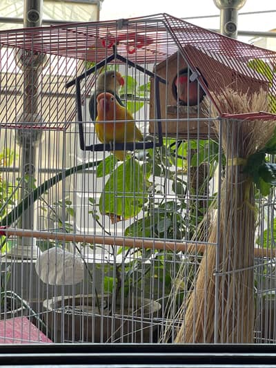 pair lovebirds yellow and green with overall setup