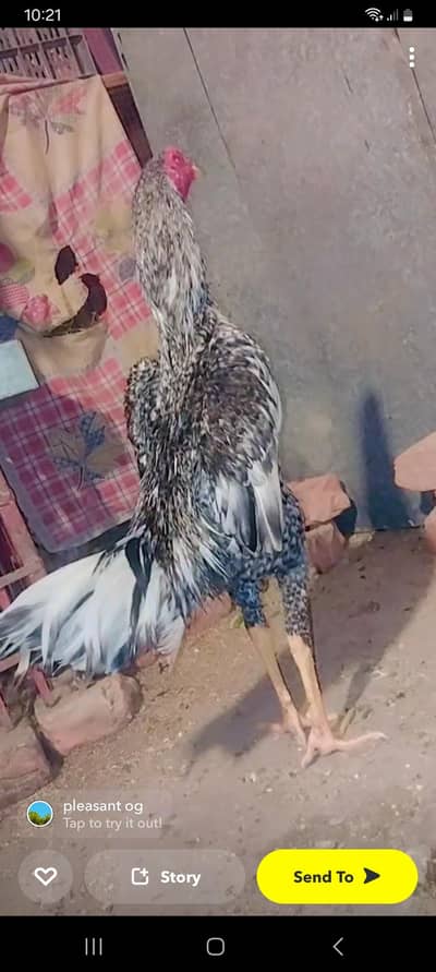 shamoo aseel, Dargon aseel, burmiy x vait aseel, white shamoo chicks