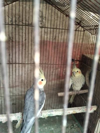 pair of cocktail with breeding box 