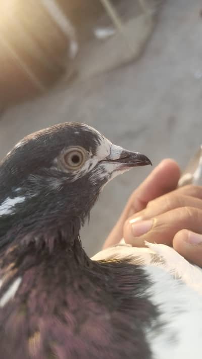 Urey huway gar k kabutar hyn guarantee walay 12 kabutar Urey huway