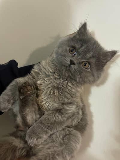 British short hair female