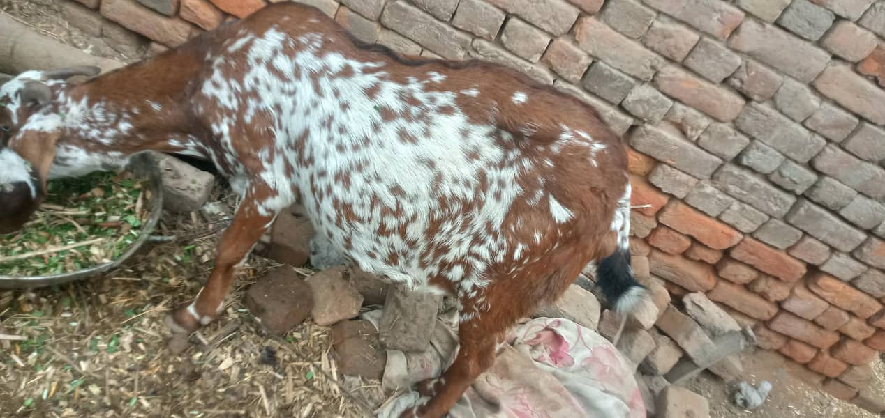 پونے تین ماہ کی گھبن بکری اوکاڑہ شہر میں 1