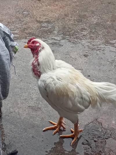 seek murga heera nasal k