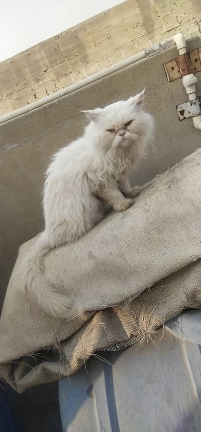 breeder Female cat videos also available