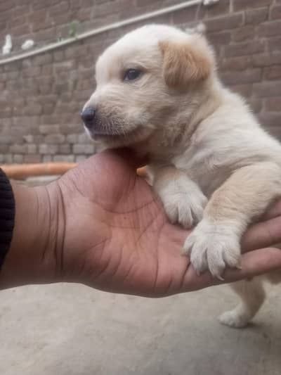 Labrador male puppy available