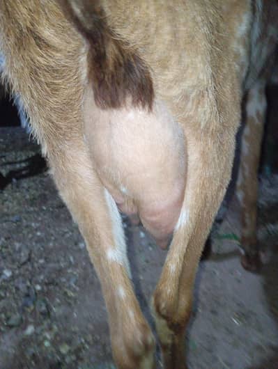 pour makhi chini 03141446467