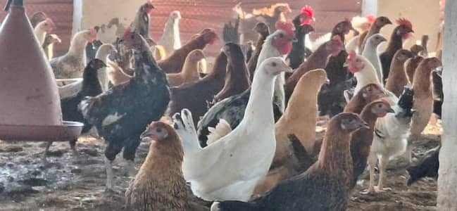 golden misri | desi murghi |misri hens |900 per kg |only bulk quantity