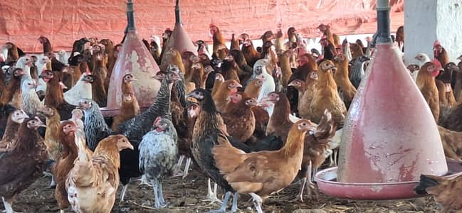 golden misri | desi murghi |misri hens |900 per kg |only bulk quantity
