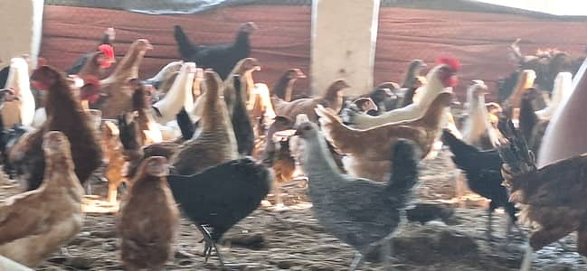 golden misri | desi murghi |misri hens |900 per kg |only bulk quantity