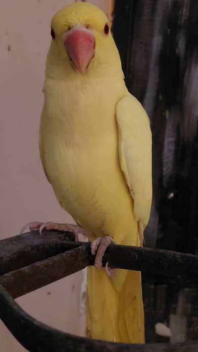yellow ringneck  not tamed