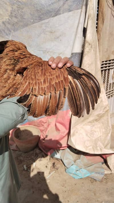 arjent sell 6500 wali  chiz 4000