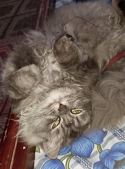 Triple Coat Grey Persian Female—26 Months - Proven Breeder & Ready Now