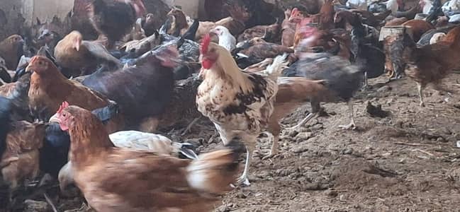 golden misri murghi | ready to eggs laying hens | only  bulk quantity