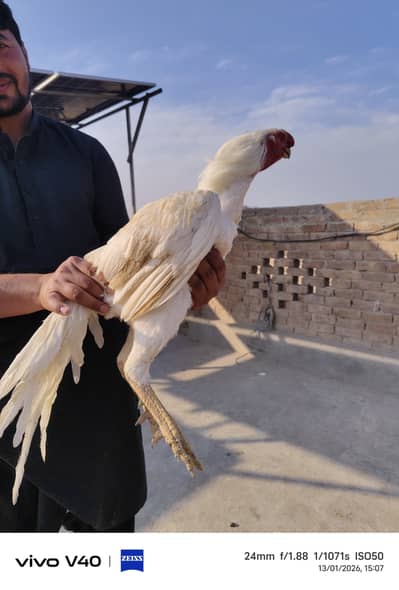 Indian Parrot Beak Aseel