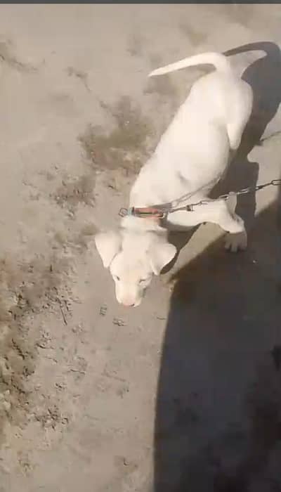 Blue eyes gultair dog for sale WhatsApp only +92 324 9509105