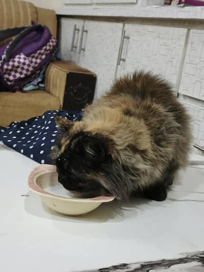 CAT for humans (only)