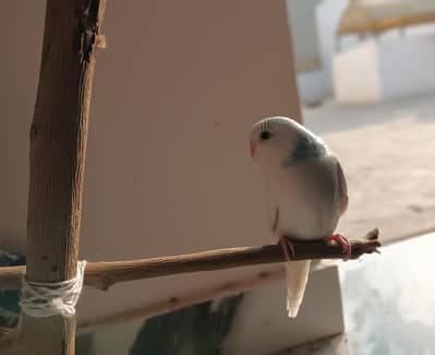 Australian Budgies & Chicks