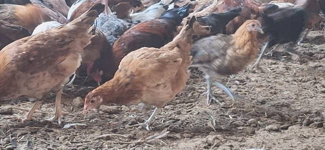 Golden misri chicken | desi murgha | misri hens | hen | patha / pathi