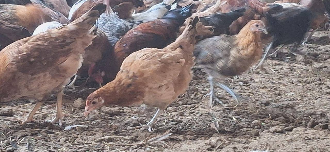 Golden misri chicken | desi murgha | misri hens | hen | patha / pathi ...