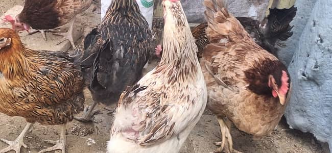 Golden misri chicken | desi murgha | misri hens | hen | patha / pathi