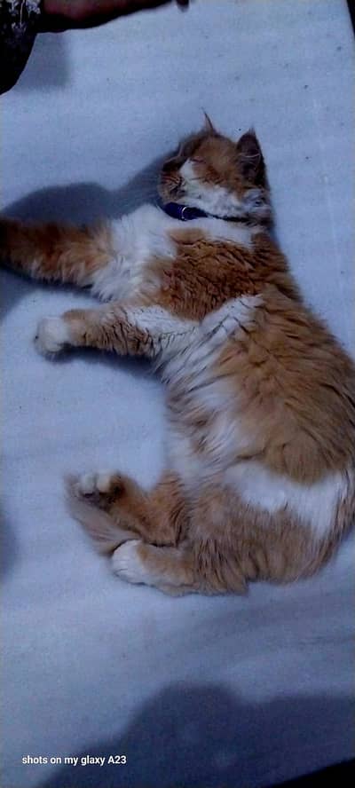 Urgent sale healthy purshean cat