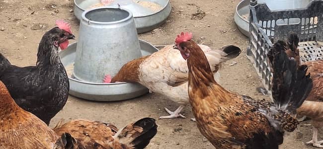 golden misri hens for sale | desi hens | hen |desi murgha | eggs