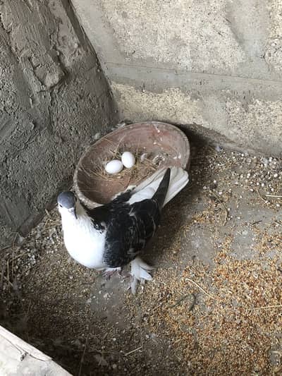 Sherazi Feemale with eggs