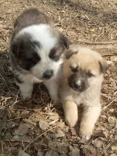 beautiful pair of dog
